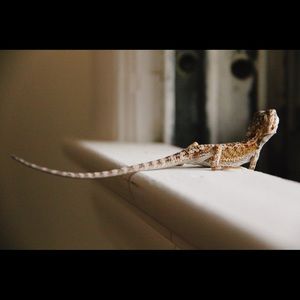 Meet your Posher, Bee